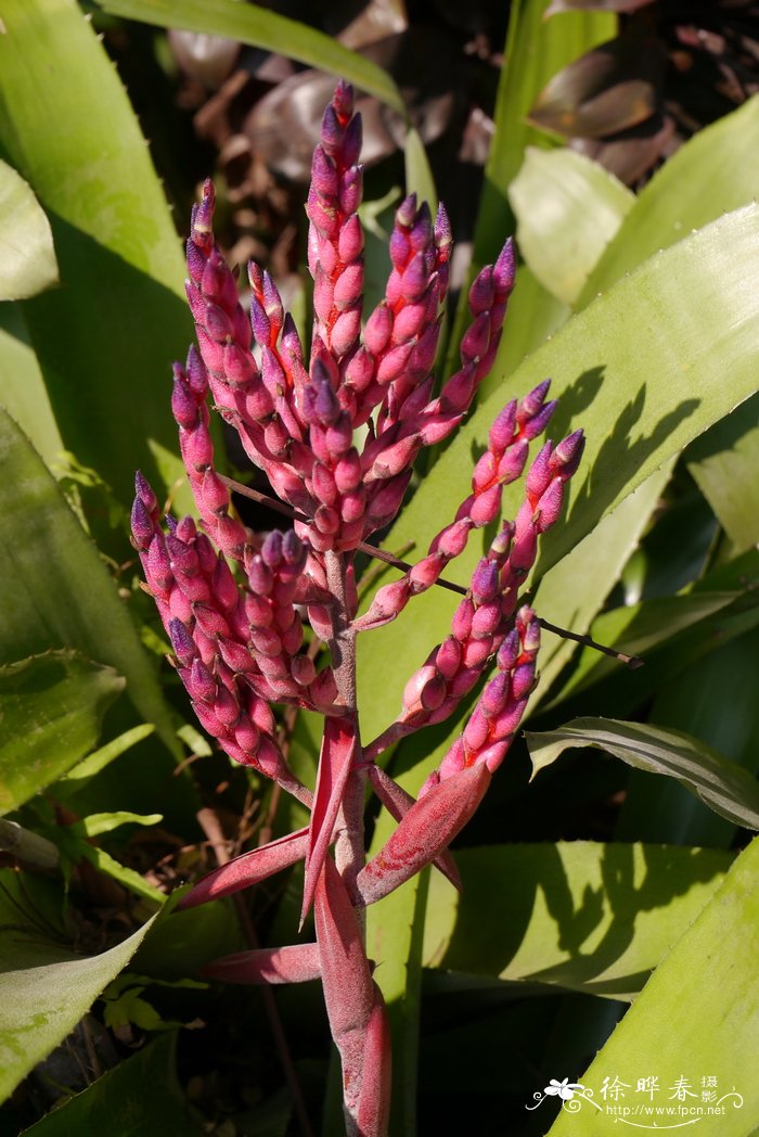 珊瑚凤梨Aechmea fulgens