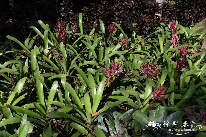 珊瑚凤梨Aechmea fulgens