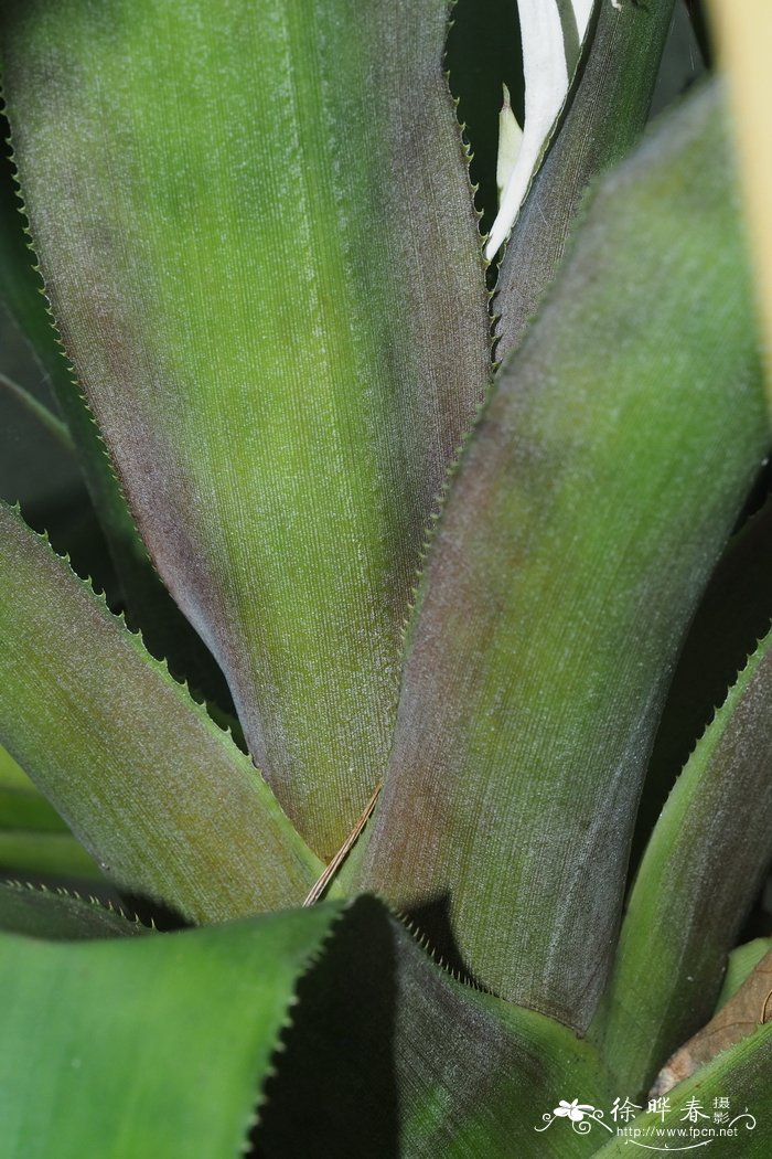 墨西哥光萼荷 Aechmea mexicana