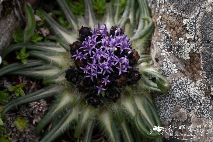 羌塘雪兔子Saussurea wellbyi