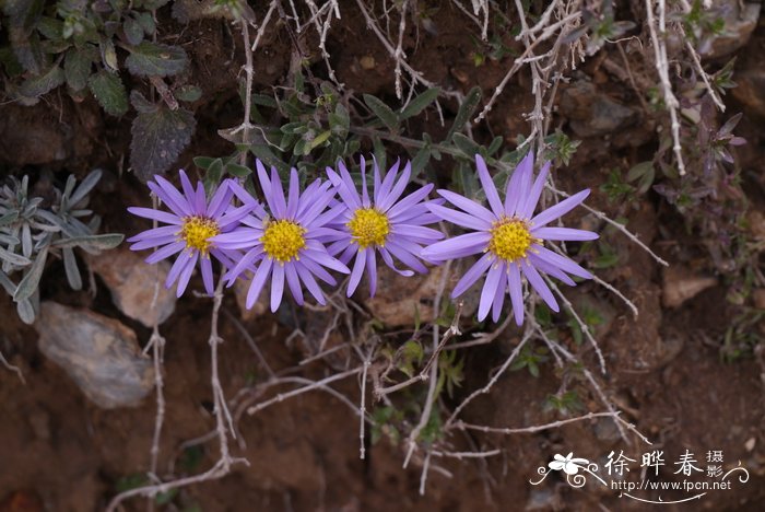 阿尔泰狗哇花 Heteropappus altaicus