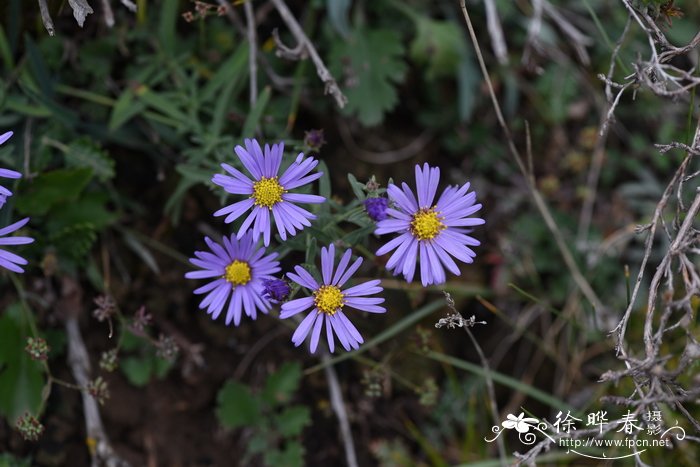 阿尔泰狗哇花 Heteropappus altaicus