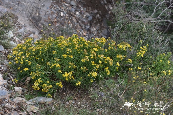 术叶合耳菊Synotis atractylidifolia