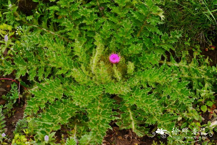 葵花大蓟Cirsium souliei