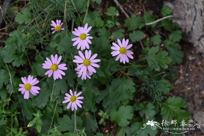 小红菊Chrysanthemum chanetii