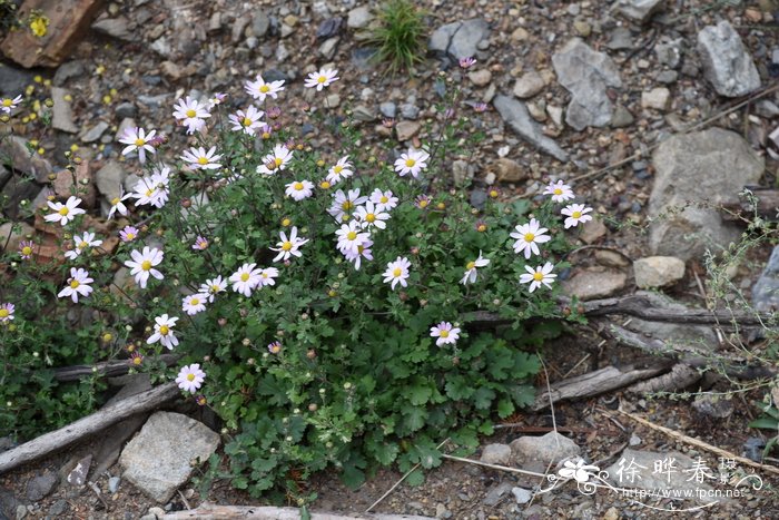 小红菊Chrysanthemum chanetii