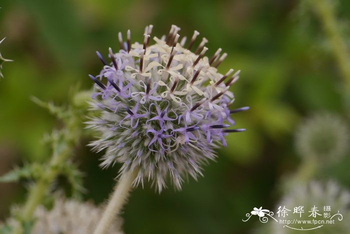 砂蓝刺头Echinops gmelinii