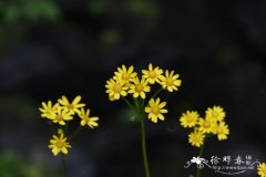 滇黔蒲儿根Sinosenecio bodinieri