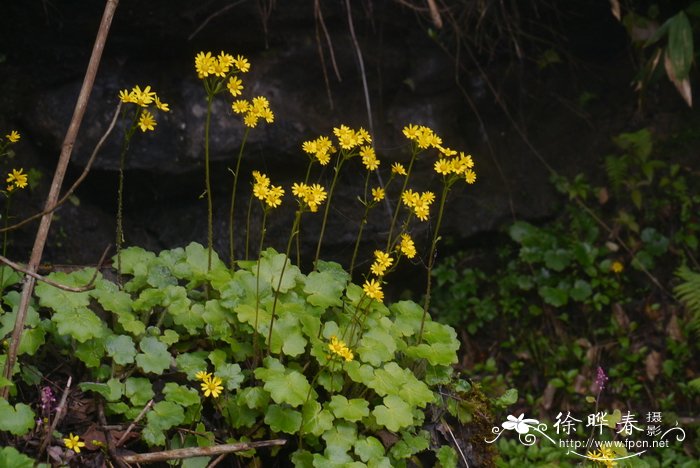 滇黔蒲儿根Sinosenecio bodinieri