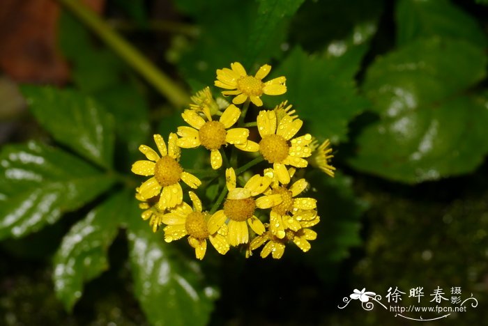 蒲儿根Sinosenecio oldhamianus