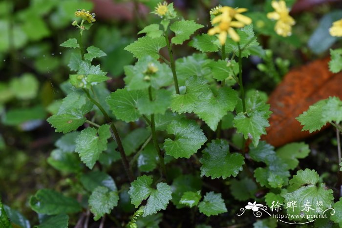 蒲儿根Sinosenecio oldhamianus