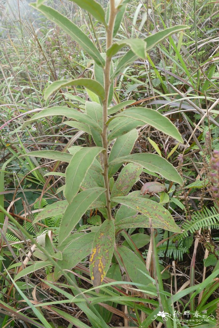 羊耳菊Duhaldea cappa