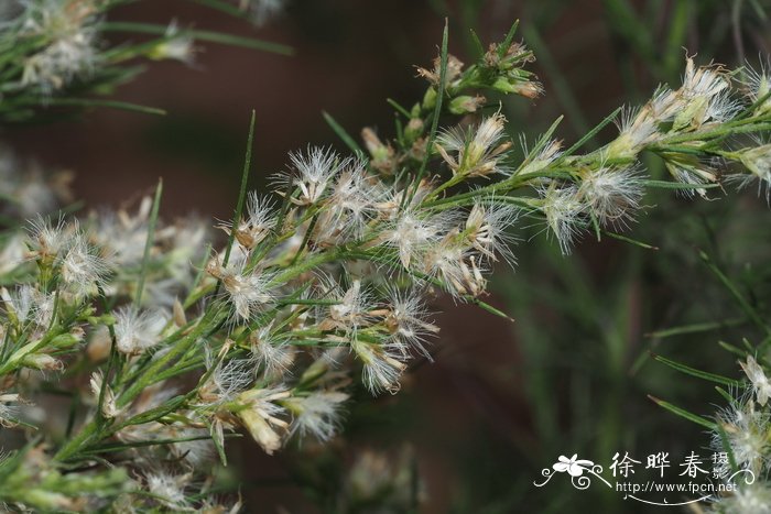 丝叶泽兰Eupatorium capillifolium