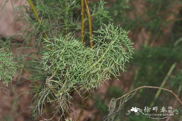 丝叶泽兰Eupatorium capillifolium