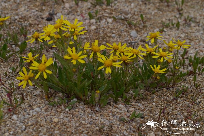 天山千里光Senecio thianschanicus