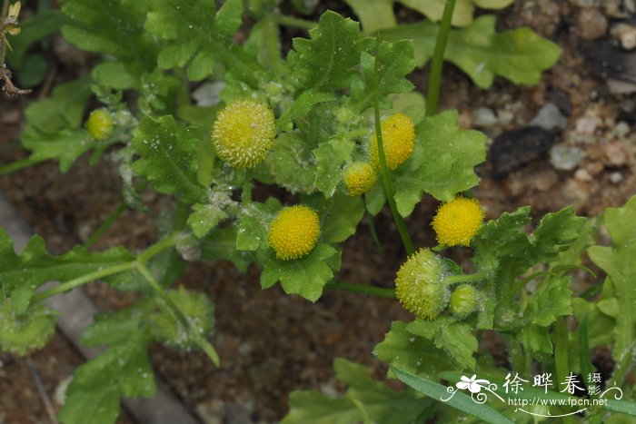 田基黄Grangea maderaspatana