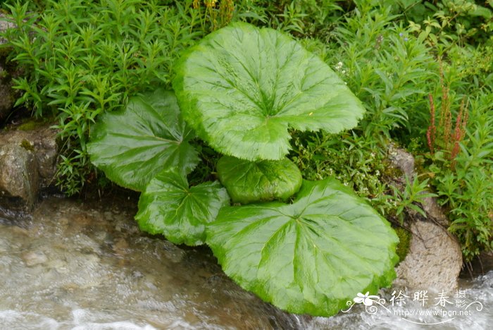 莲叶橐吾 Ligularia nelumbifolia