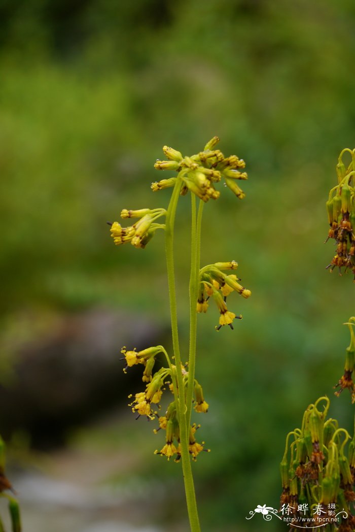 莲叶橐吾 Ligularia nelumbifolia