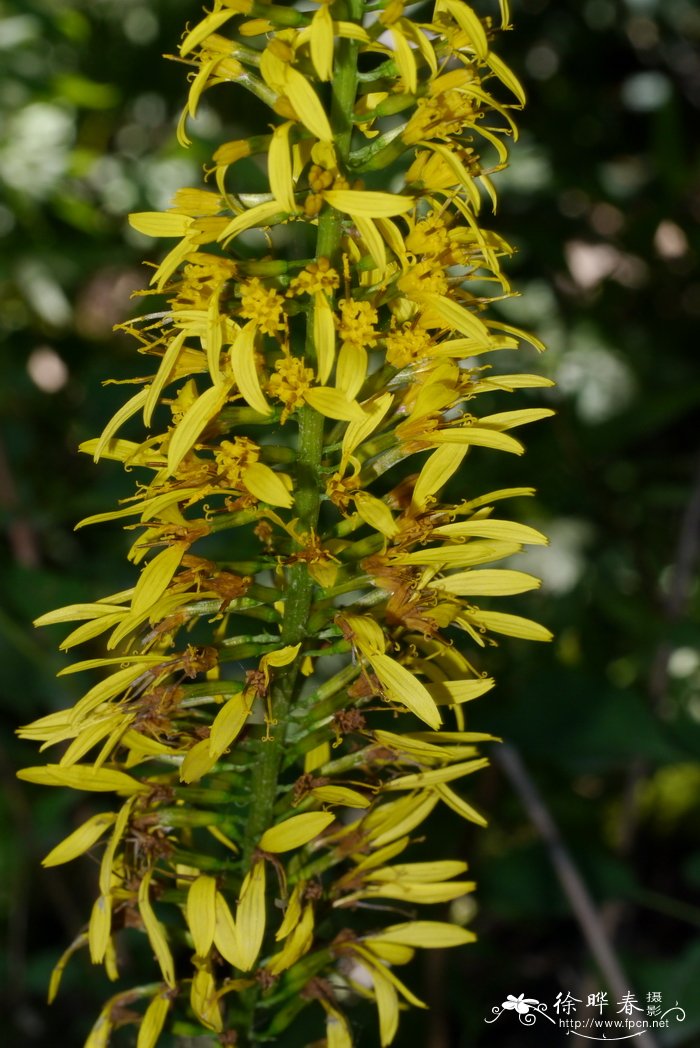 掌叶橐吾Ligularia przewalskii