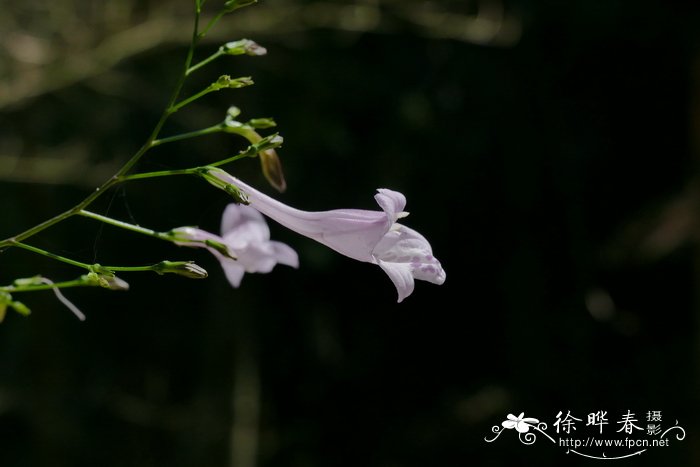 叉序草Isoglossa collina