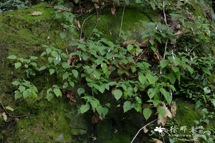 叉序草Isoglossa collina