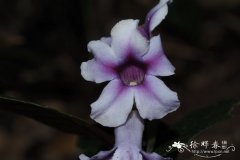 大花叉柱花Staurogyne sesamoides