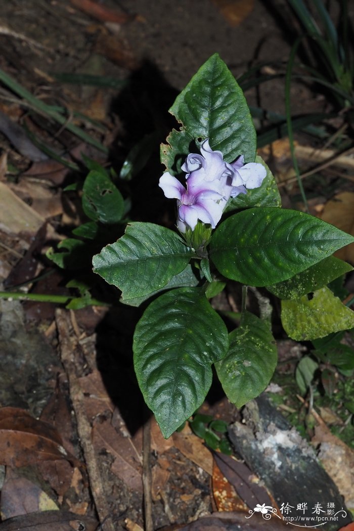 大花叉柱花Staurogyne sesamoides