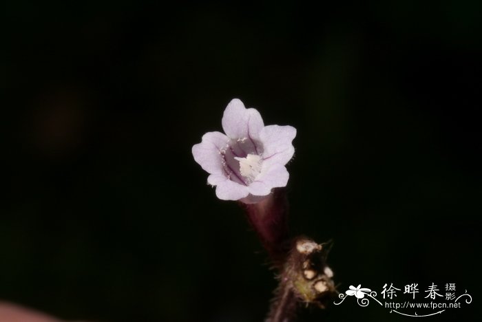 匍匐半插花Hemigraphis reptans