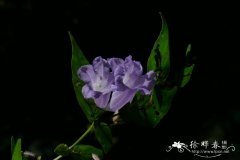 曲枝马蓝Strobilanthes dalzielii