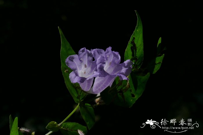 曲枝马蓝Strobilanthes dalzielii