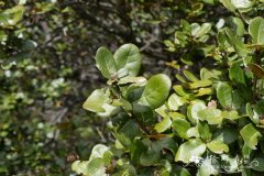 川滇高山栎Quercus aquifolioides