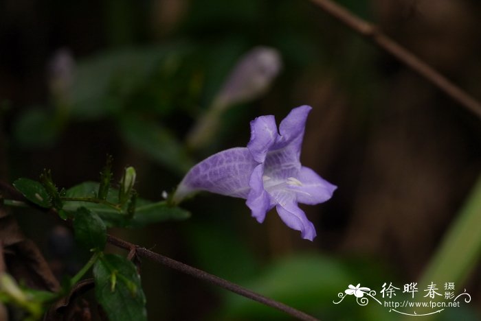 曲枝马蓝Strobilanthes dalzielii