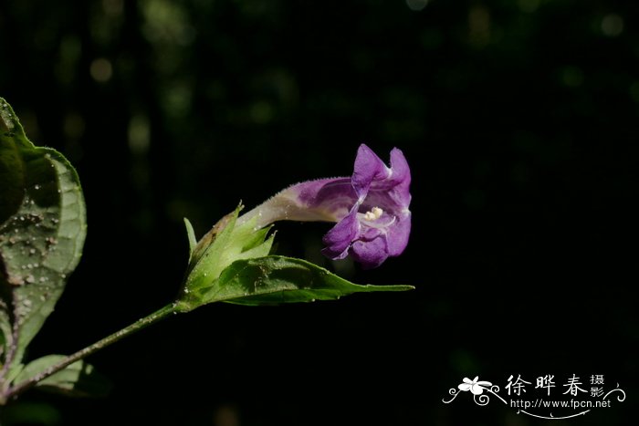 球花马蓝Strobilanthes dimorphotricha