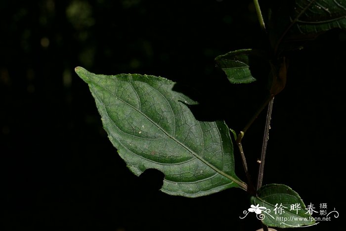 球花马蓝Strobilanthes dimorphotricha