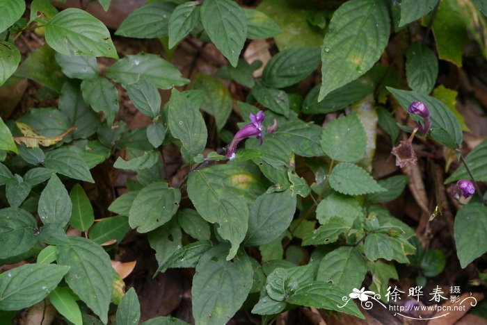 球花马蓝Strobilanthes dimorphotricha