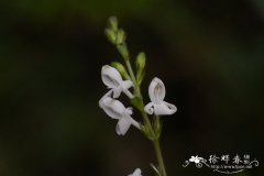 纤穗爵床Leptostachya wallichii