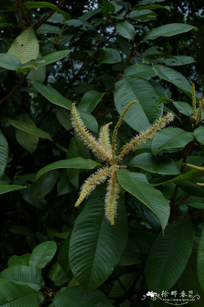 紫玉盘柯Lithocarpus uvariifolius