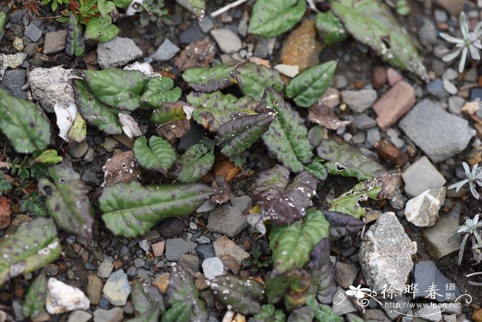 阿拉善风毛菊Saussurea alaschanica