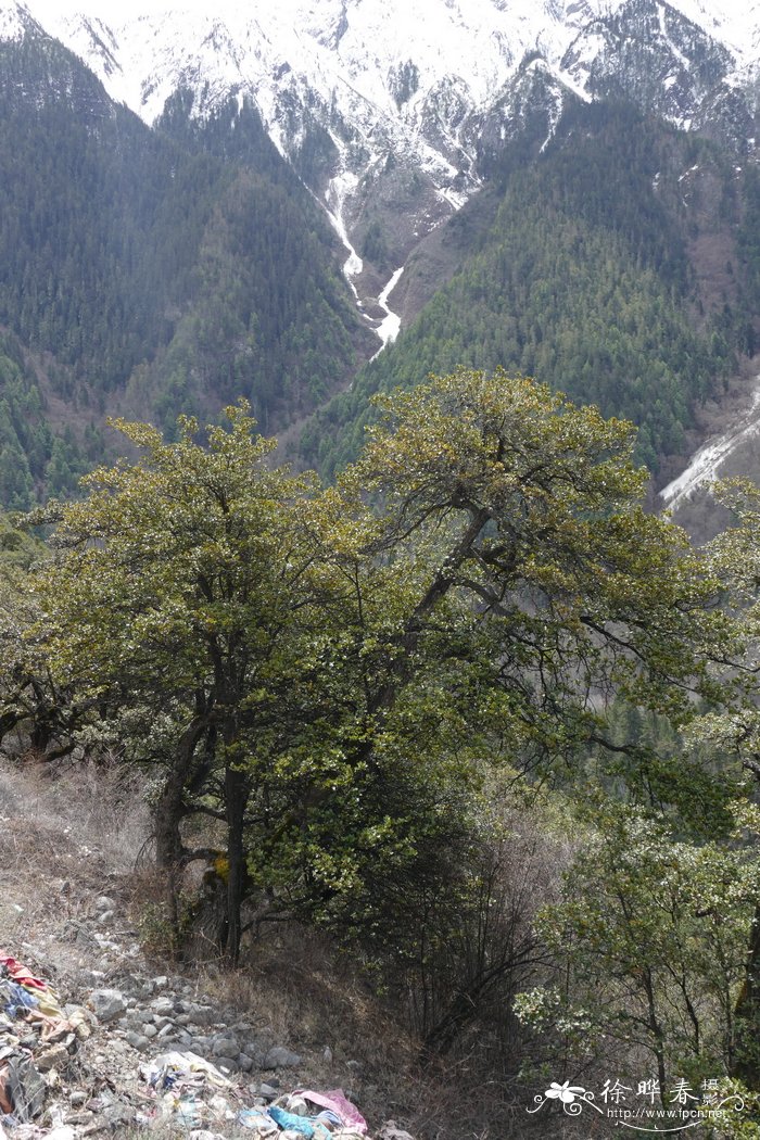 川滇高山栎Quercus aquifolioides