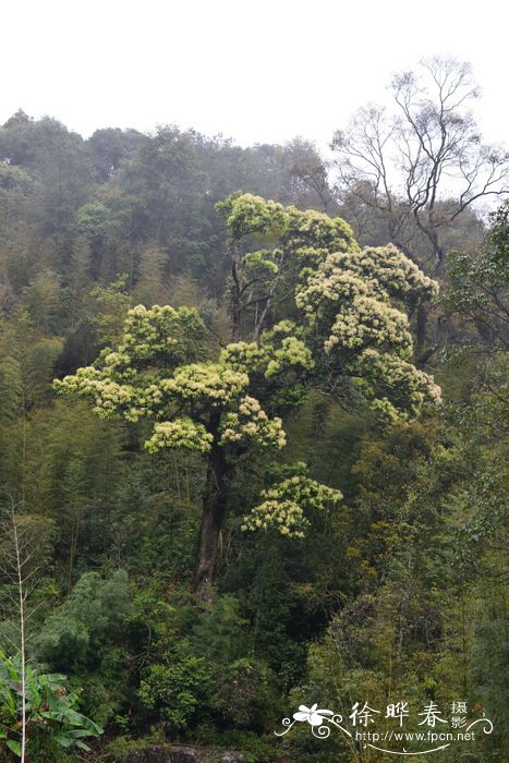 鹿角锥Castanopsis lamontii