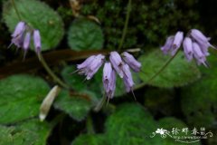 小花后蕊苣苔Opithandra acaulis