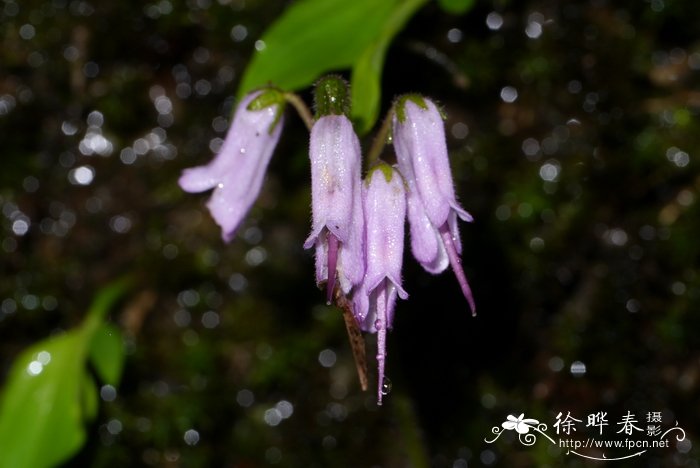 小花后蕊苣苔Opithandra acaulis