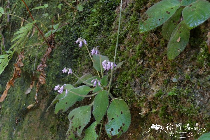 小花后蕊苣苔Opithandra acaulis