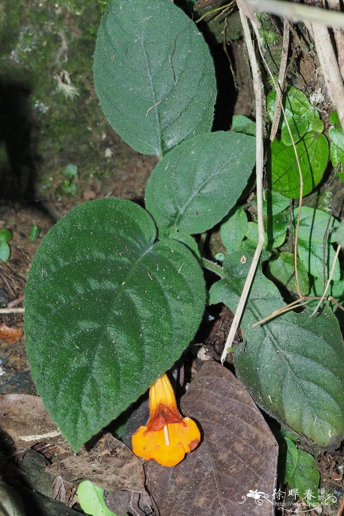 长筒漏斗苣苔Raphiocarpus macrosiphon