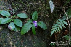 长瓣马铃苣苔Oreocharis auricula