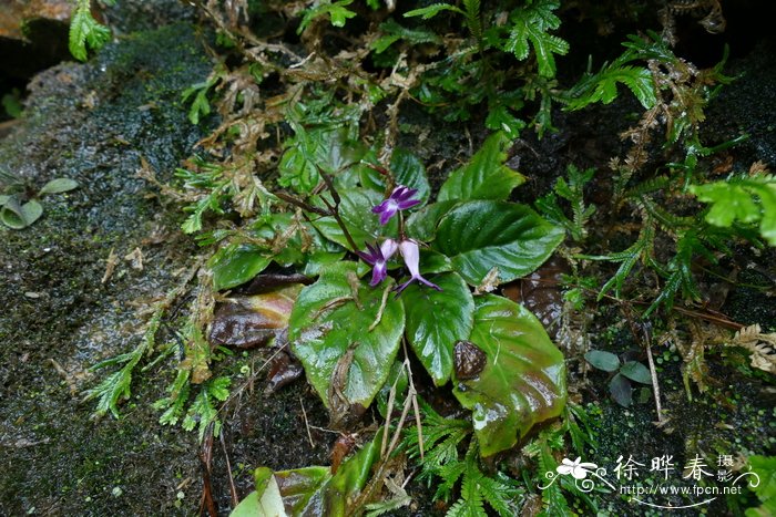 长瓣马铃苣苔Oreocharis auricula