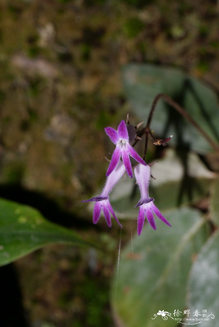 长瓣马铃苣苔Oreocharis auricula