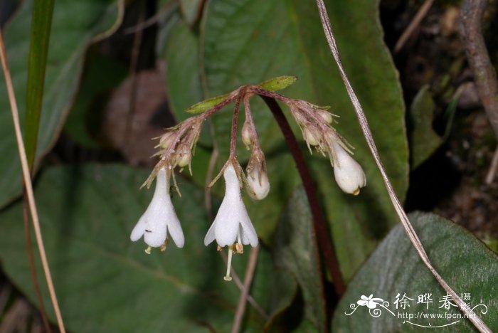 大叶石上莲Oreocharis benthamii