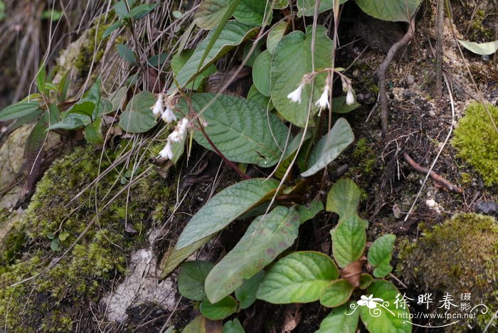 大叶石上莲Oreocharis benthamii