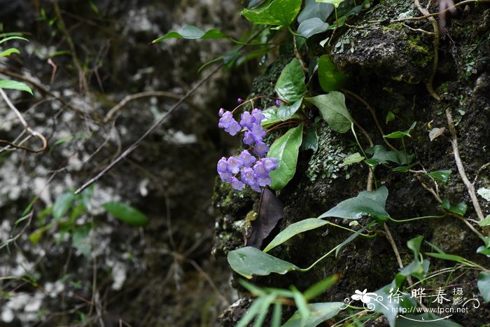 厚叶蛛毛苣苔Paraboea crassifolia